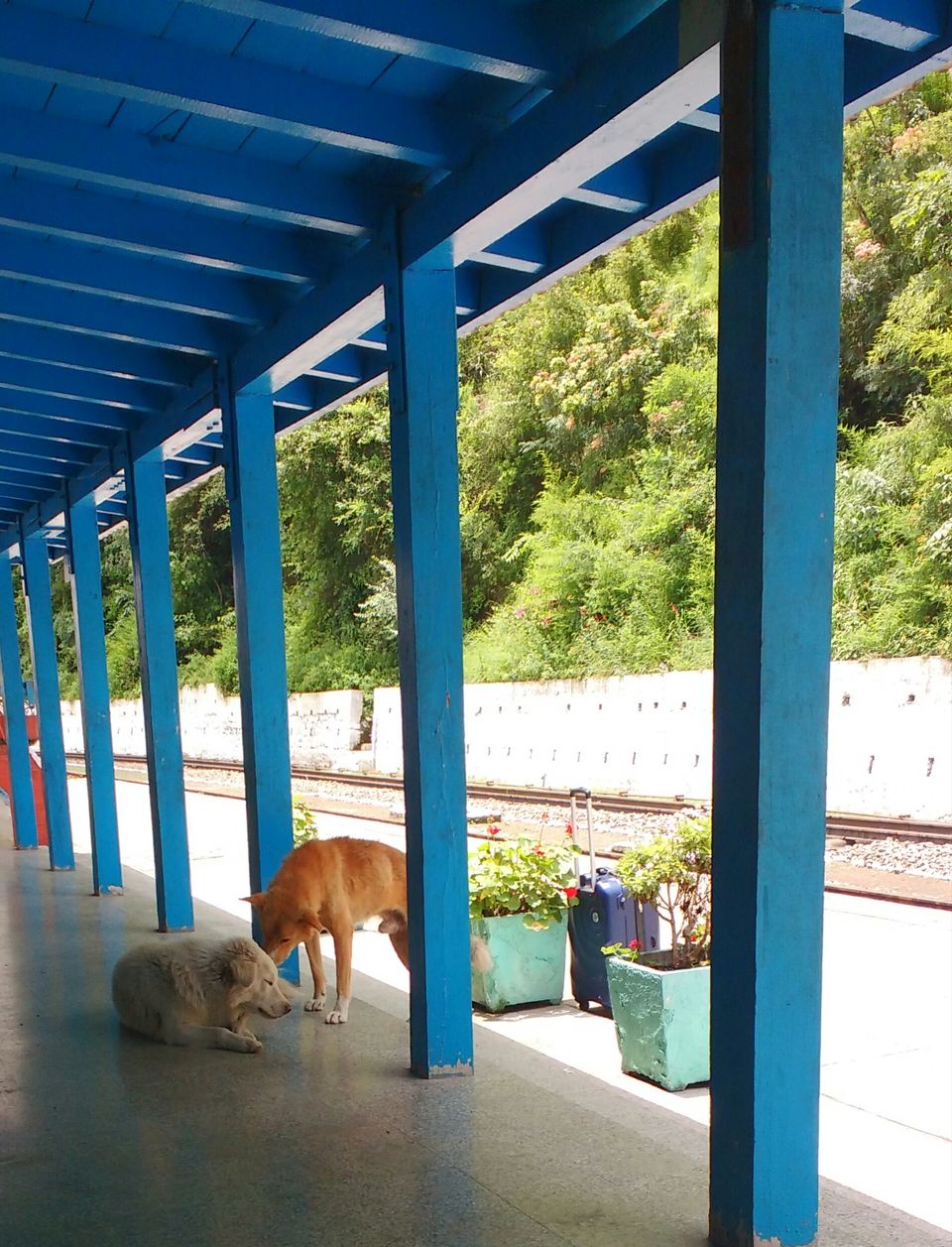 Photo of Chail: A tryst with nature by Nancy Johri
