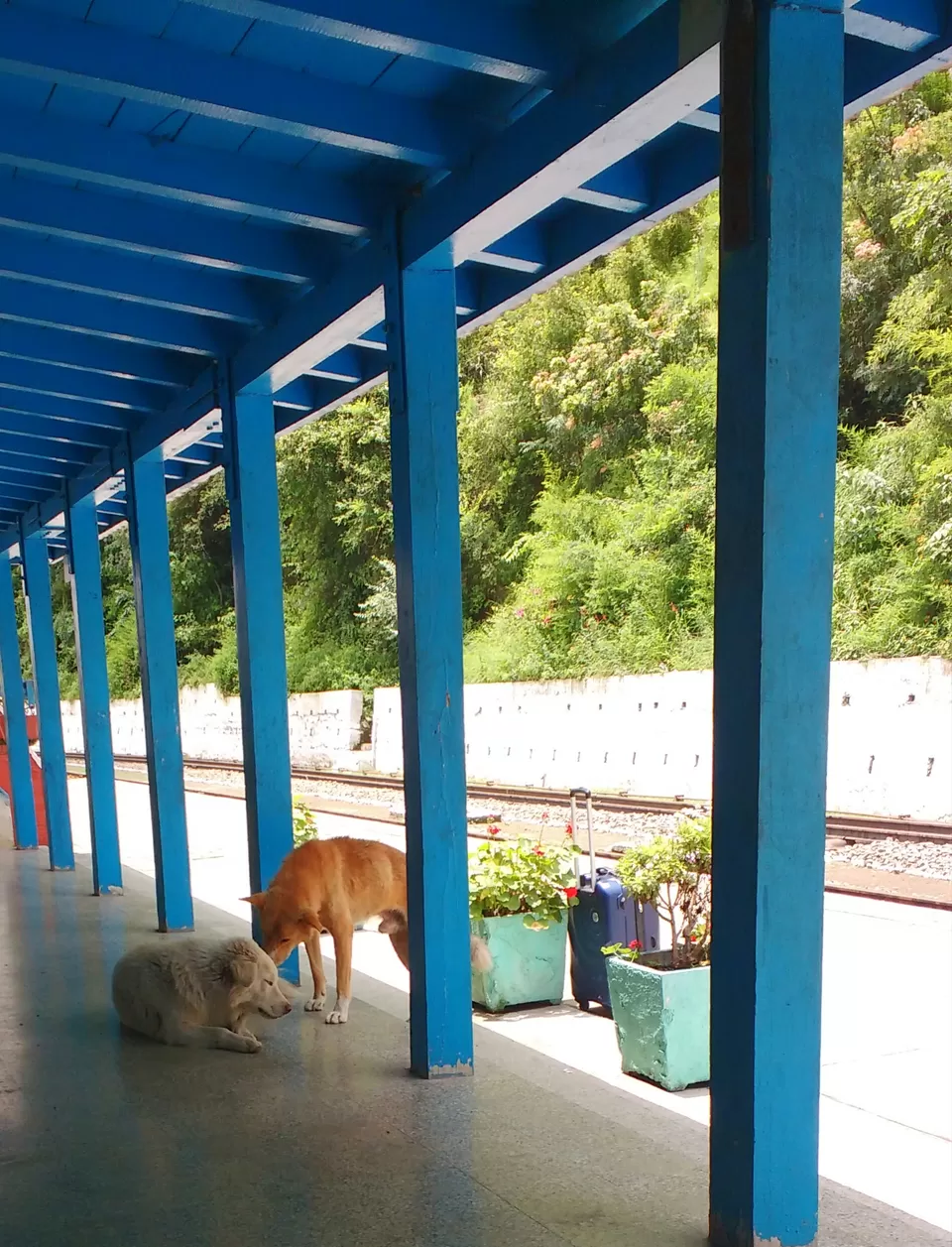 Photo of Chail: A tryst with nature by Nancy Johri