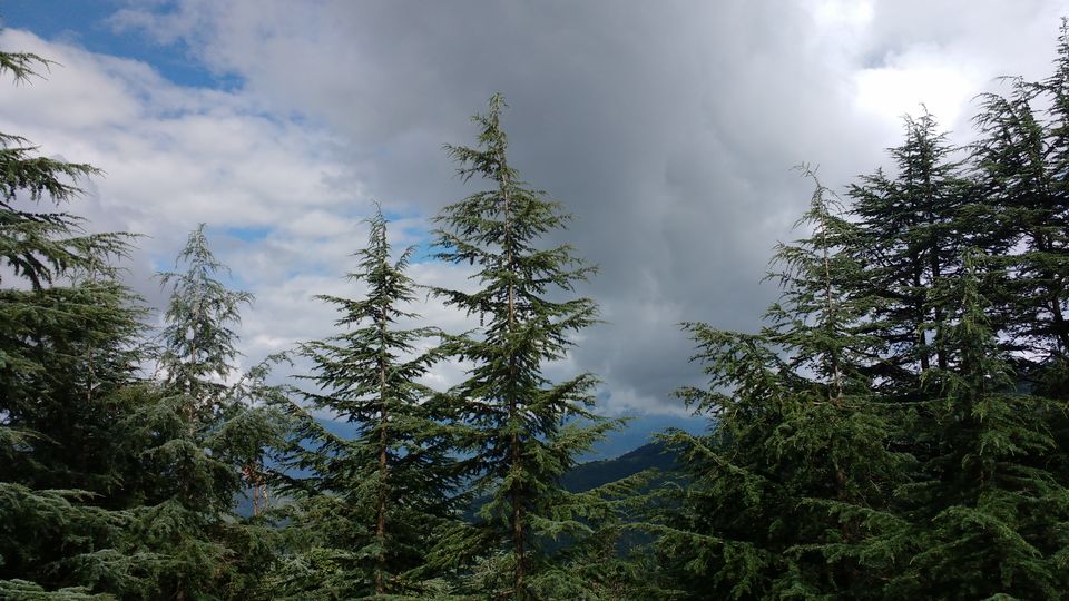 Photo of Chail: A tryst with nature 4/20 by Nancy Johri