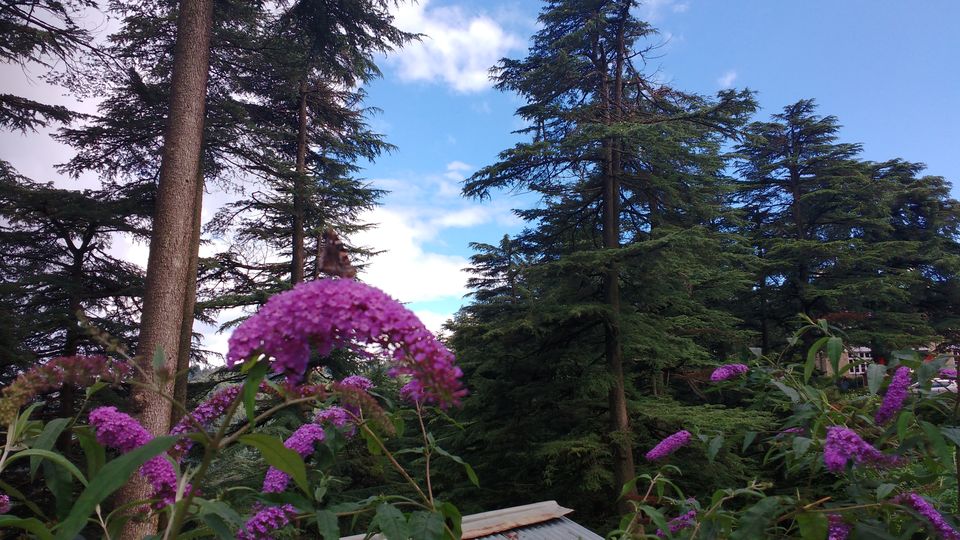 Photo of Chail: A tryst with nature 6/20 by Nancy Johri