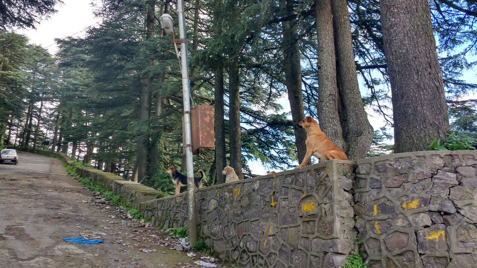 Photo of Chail: A tryst with nature 7/20 by Nancy Johri