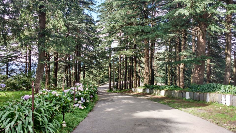 Photo of Chail: A tryst with nature 3/20 by Nancy Johri