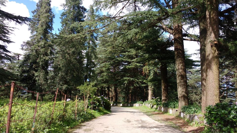 Photo of Chail: A tryst with nature 2/20 by Nancy Johri