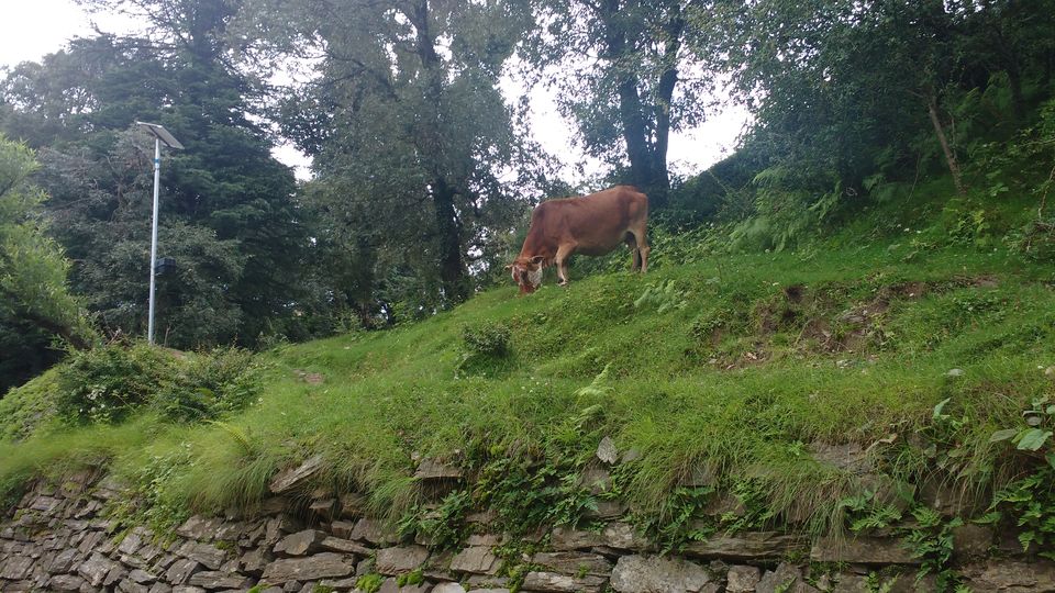 Photo of Chail: A tryst with nature 12/20 by Nancy Johri