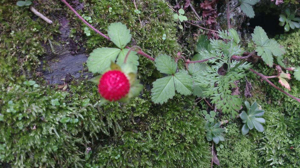 Photo of Chail: A tryst with nature 17/20 by Nancy Johri