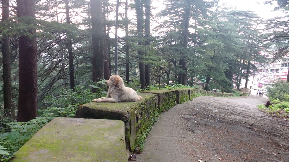 Photo of Chail: A tryst with nature 19/20 by Nancy Johri