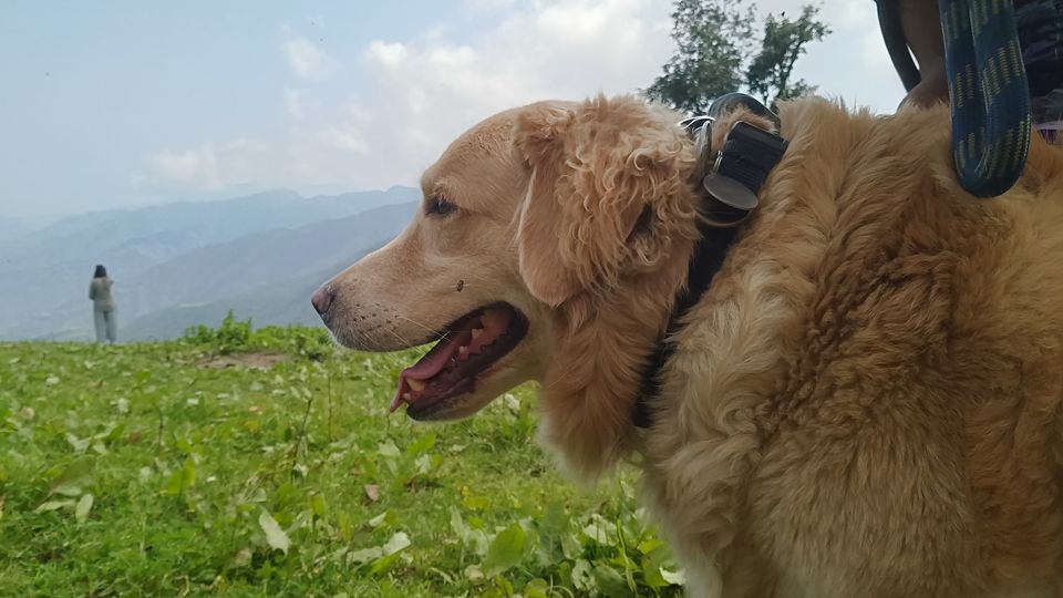 Photo of Nag Tibba Trek: Travel with your dog for a pawsome vacation!!! 2/37 by Nancy Johri