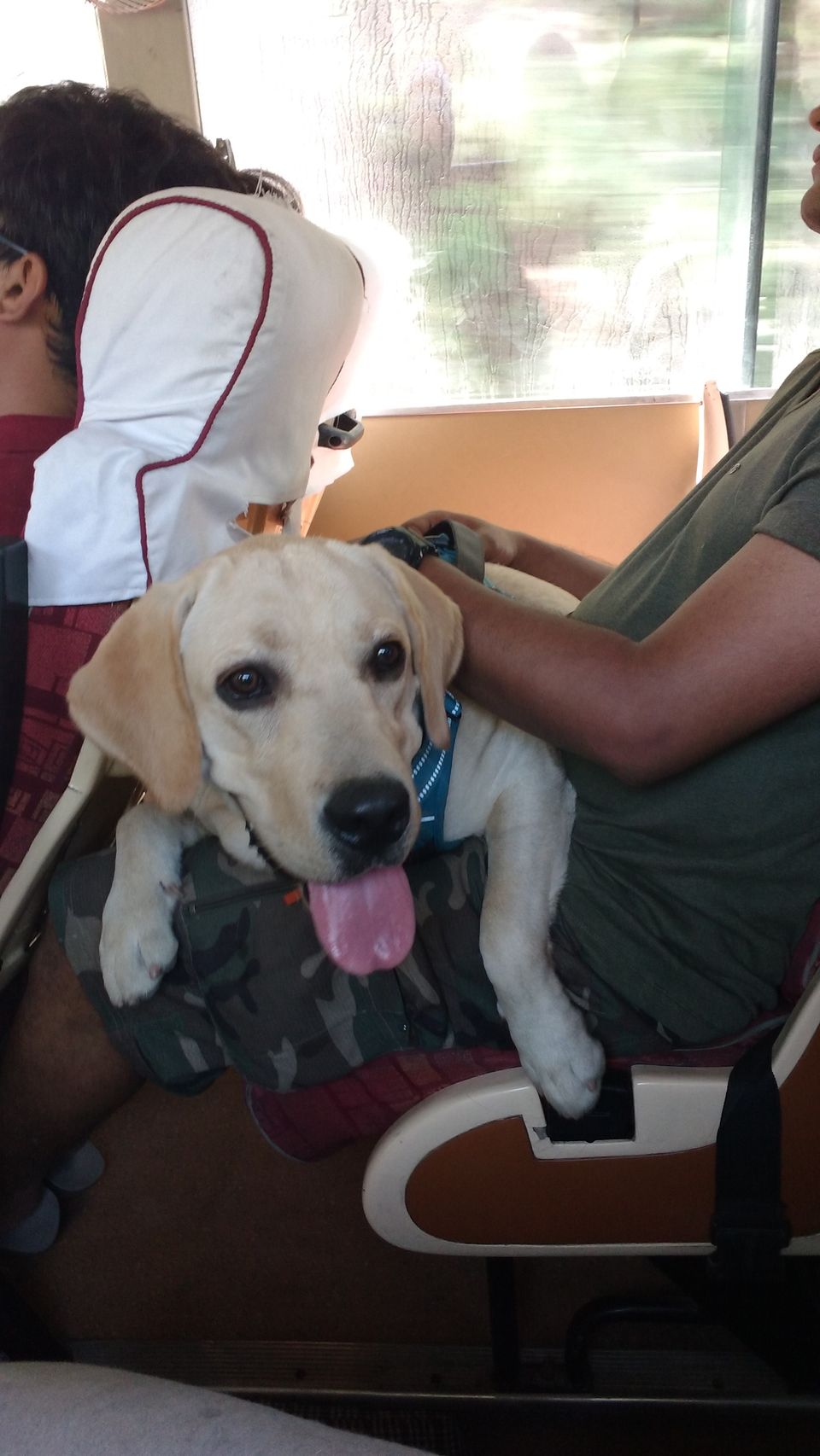 Photo of Nag Tibba Trek: Travel with your dog for a pawsome vacation!!! 4/37 by Nancy Johri