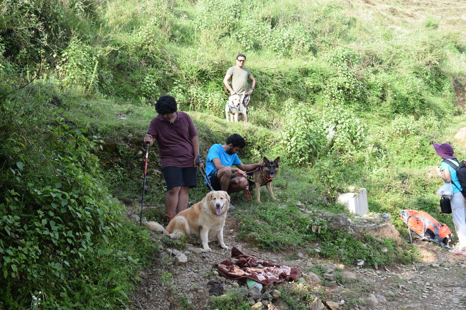 Photo of Nag Tibba Trek: Travel with your dog for a pawsome vacation!!! 8/37 by Nancy Johri