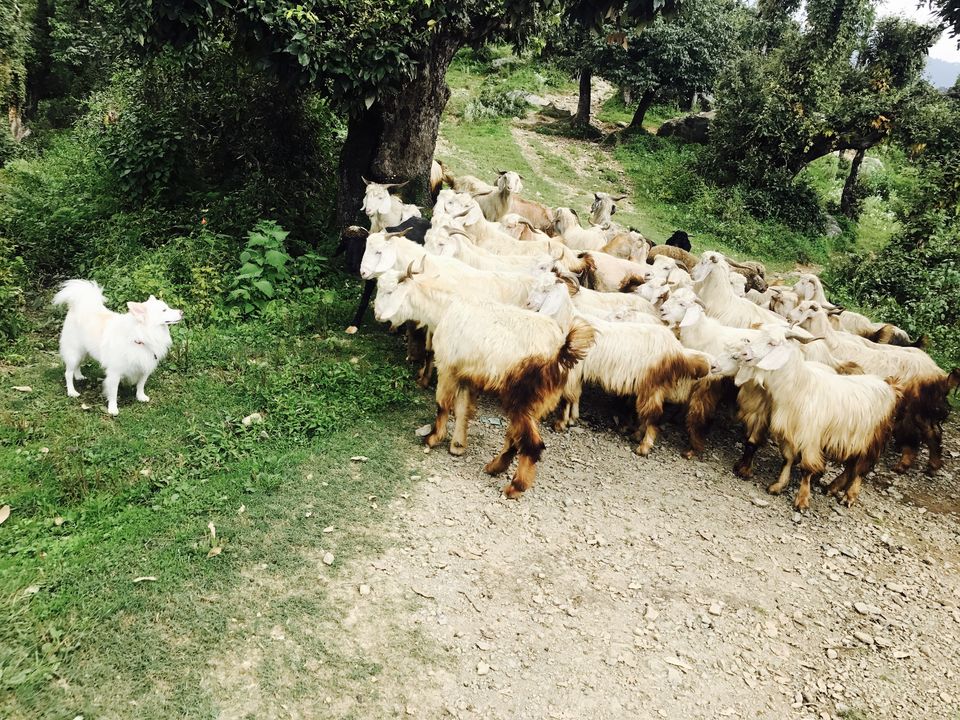 Photo of Nag Tibba Trek: Travel with your dog for a pawsome vacation!!! 9/37 by Nancy Johri