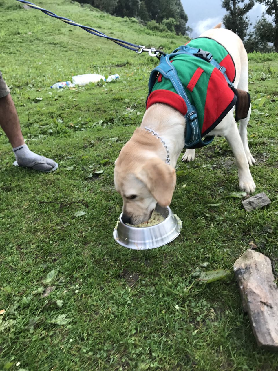 Photo of Nag Tibba Trek: Travel with your dog for a pawsome vacation!!! 13/37 by Nancy Johri