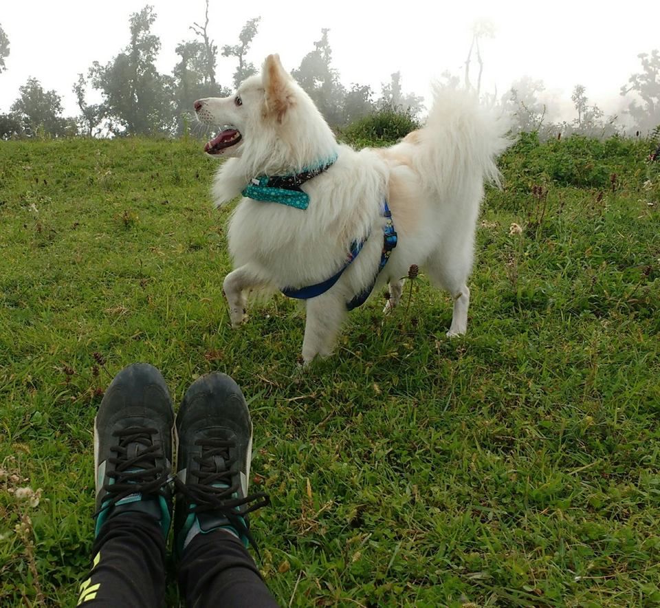 Photo of Nag Tibba Trek: Travel with your dog for a pawsome vacation!!! 20/37 by Nancy Johri