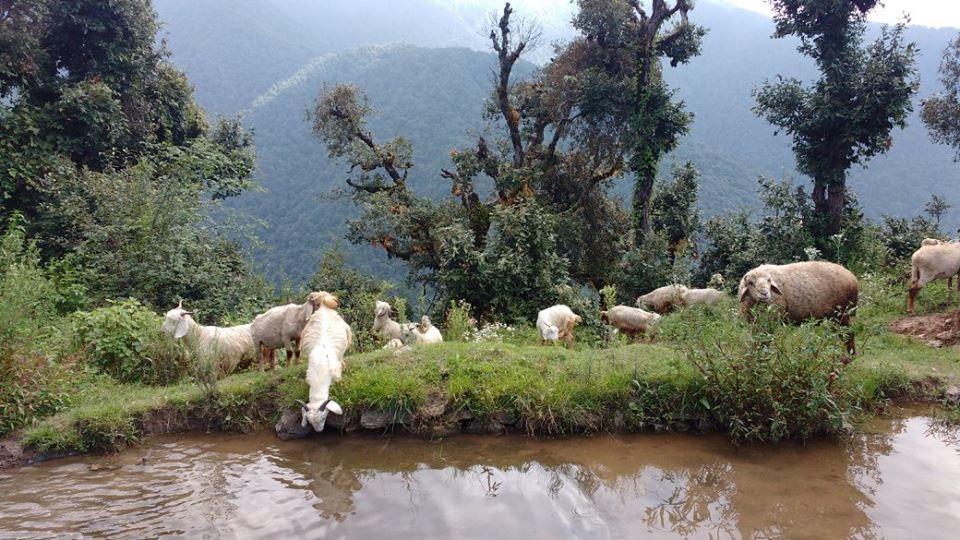 Photo of Nag Tibba Trek: Travel with your dog for a pawsome vacation!!! 23/37 by Nancy Johri
