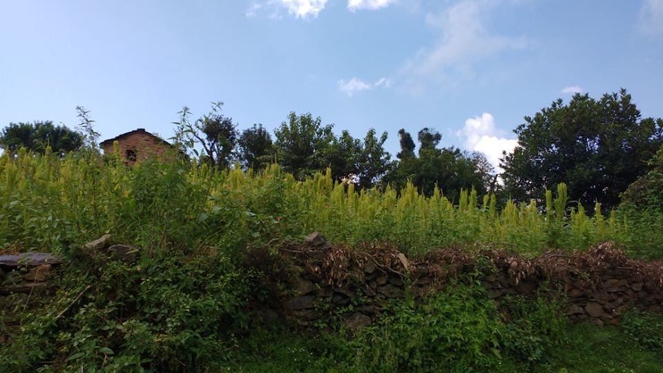 Photo of Nag Tibba Trek: Travel with your dog for a pawsome vacation!!! 27/37 by Nancy Johri