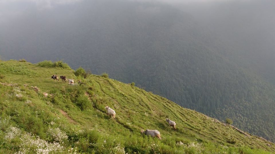 Photo of Nag Tibba Trek: Travel with your dog for a pawsome vacation!!! 33/37 by Nancy Johri