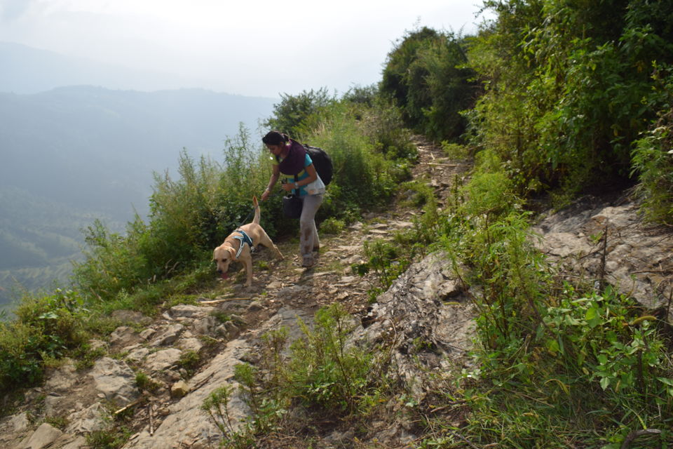 Photo of Nag Tibba Trek: Travel with your dog for a pawsome vacation!!! 36/37 by Nancy Johri