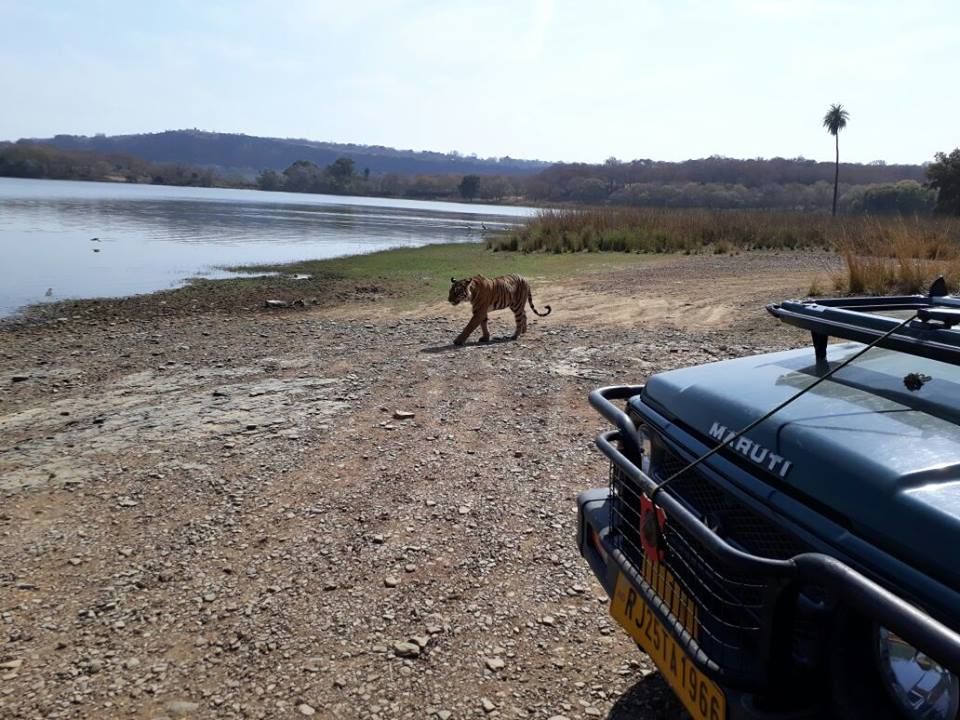 Photo of How to Spot a Tiger in Ranthambore National Park? 1/5 by Nancy Johri