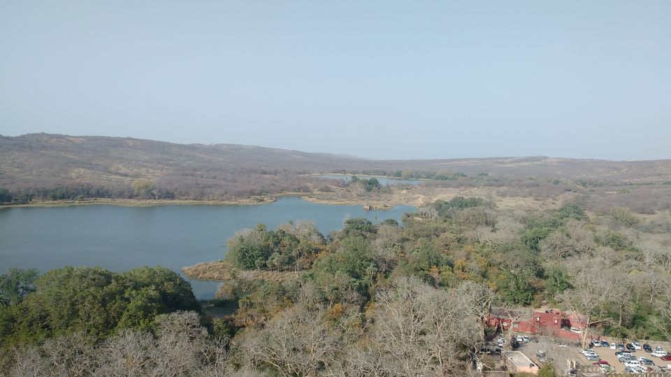 Photo of How to Spot a Tiger in Ranthambore National Park? by Nancy Johri