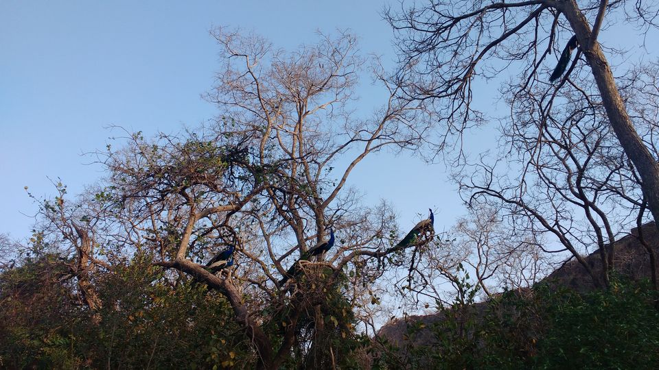 Photo of How to Spot a Tiger in Ranthambore National Park? by Nancy Johri