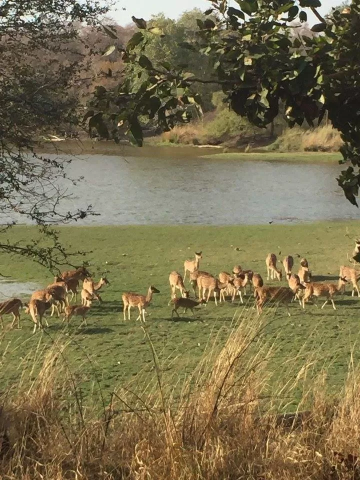 Photo of Ranthambore Tiger Reserve, Sawai Madhopur, Rajasthan, India by Nancy Johri