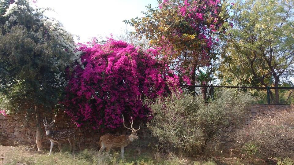 Photo of How to Spot a Tiger in Ranthambore National Park? by Nancy Johri