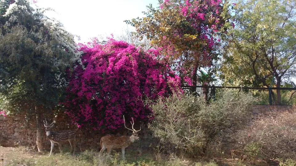 Photo of How to Spot a Tiger in Ranthambore National Park? by Nancy Johri
