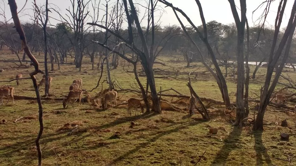 Photo of How to Spot a Tiger in Ranthambore National Park? by Nancy Johri
