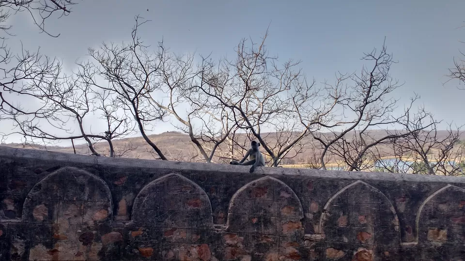 Photo of How to Spot a Tiger in Ranthambore National Park? by Nancy Johri