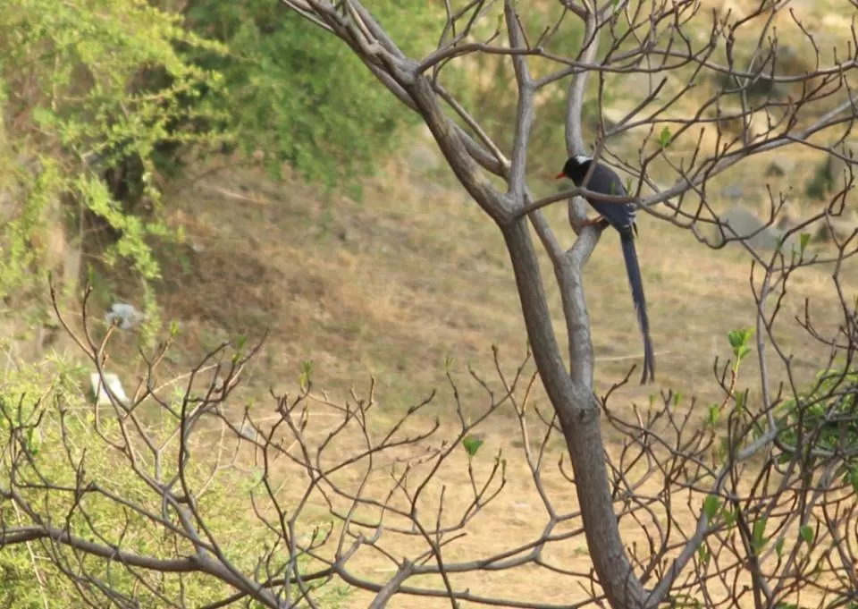 Photo of Kasauli, Himachal Pradesh, India by Nancy Johri