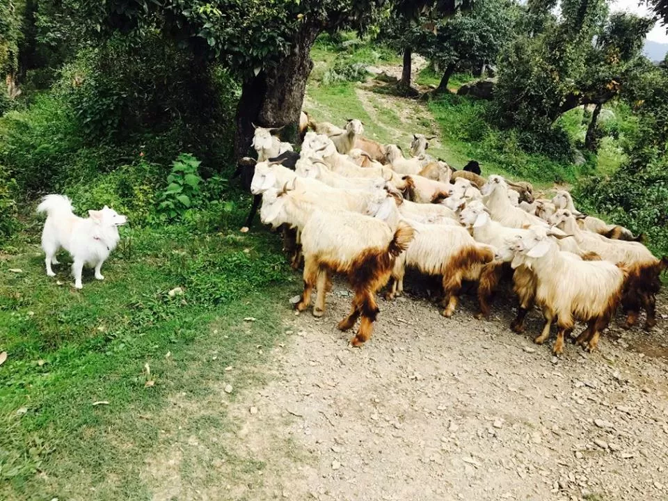 Photo of Uttarakhand, India by Nancy Johri