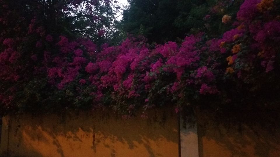 Photo of Pondicherry: Mini-Goa for North Indians by Nancy Johri