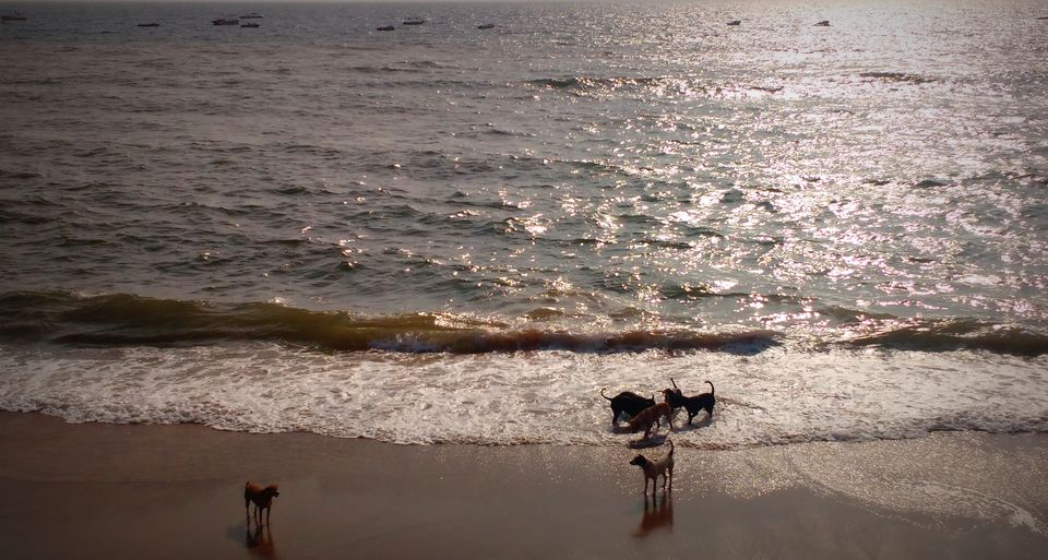 Photo of 6 reasons why you should travel to Goa during off-season 9/22 by Nancy Johri
