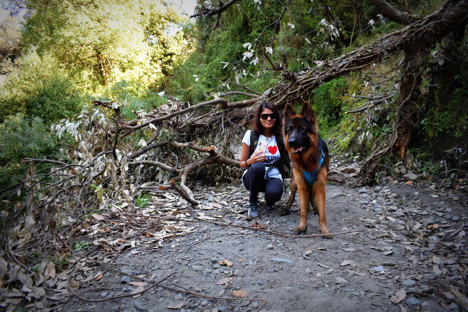 Photo of Prashar Lake Trek: Why go alone when you can hike with your dog? 2/6 by Nancy Johri
