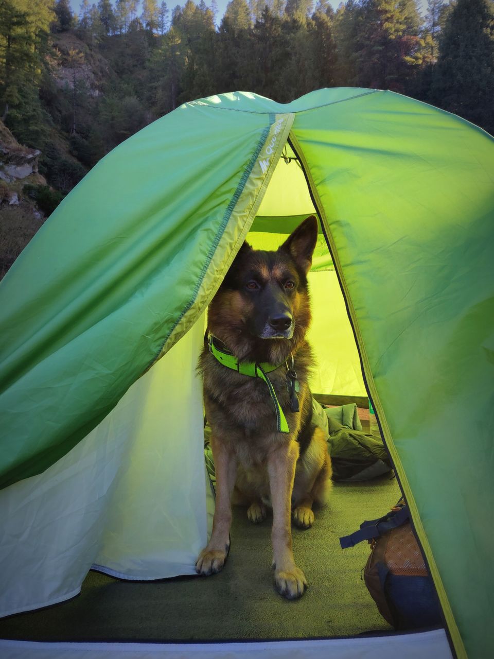 Photo of Prashar Lake Trek: Why go alone when you can hike with your dog? 4/6 by Nancy Johri