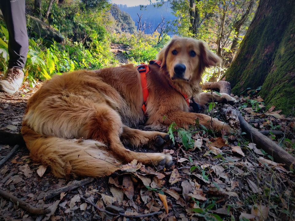 Photo of Prashar Lake Trek: Why go alone when you can hike with your dog? 3/6 by Nancy Johri