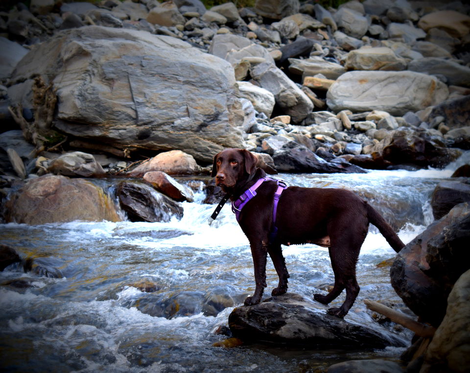 Photo of Prashar Lake Trek: Why go alone when you can hike with your dog? 5/6 by Nancy Johri