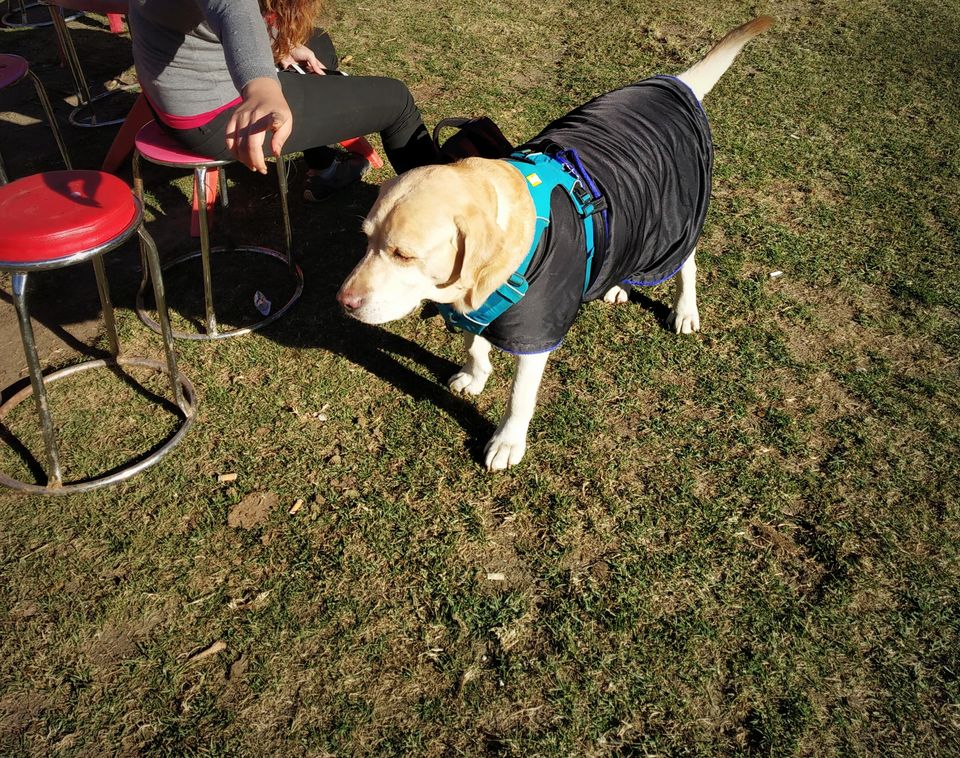 Photo of Prashar Lake Trek: Why go alone when you can hike with your dog? 6/6 by Nancy Johri