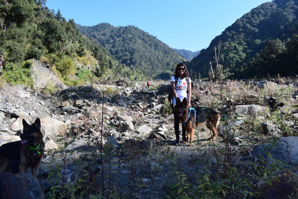 Photo of Prashar Lake Trek: Why go alone when you can hike with your dog? by Nancy Johri