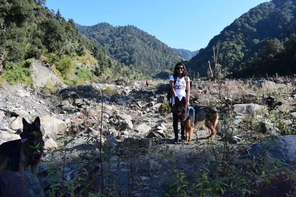 Photo of Prashar Lake Trek: Why go alone when you can hike with your dog? by Nancy Johri