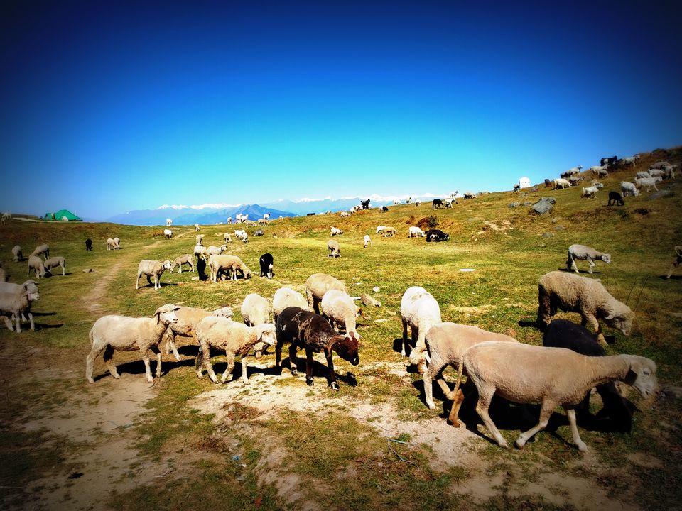 Photo of Prashar Lake Trek: Why go alone when you can hike with your dog? by Nancy Johri