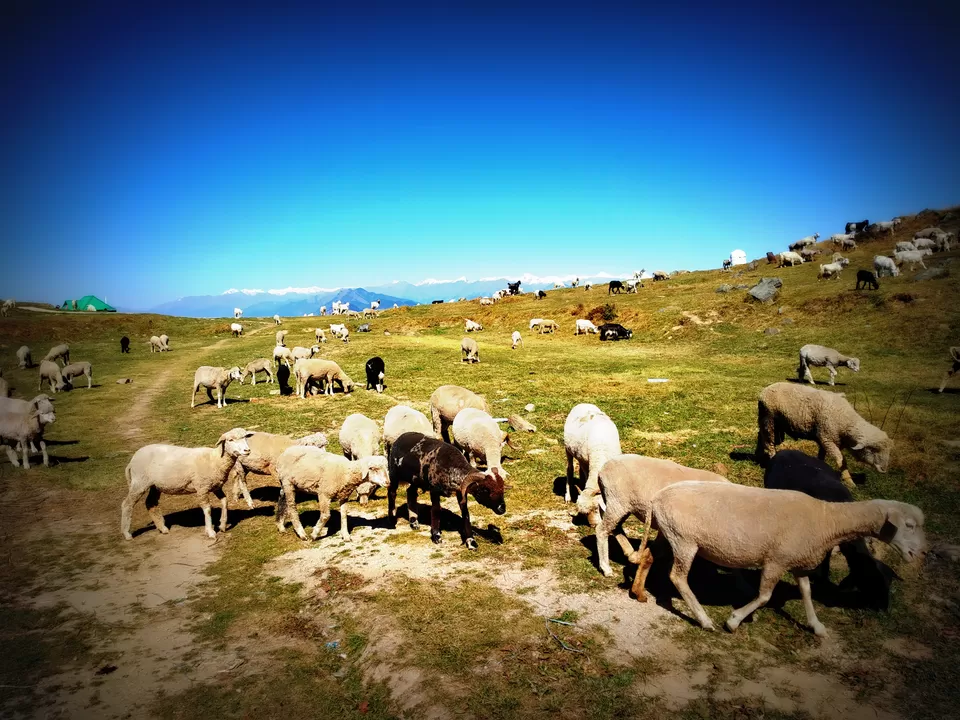 Photo of Prashar Lake Trek: Why go alone when you can hike with your dog? by Nancy Johri