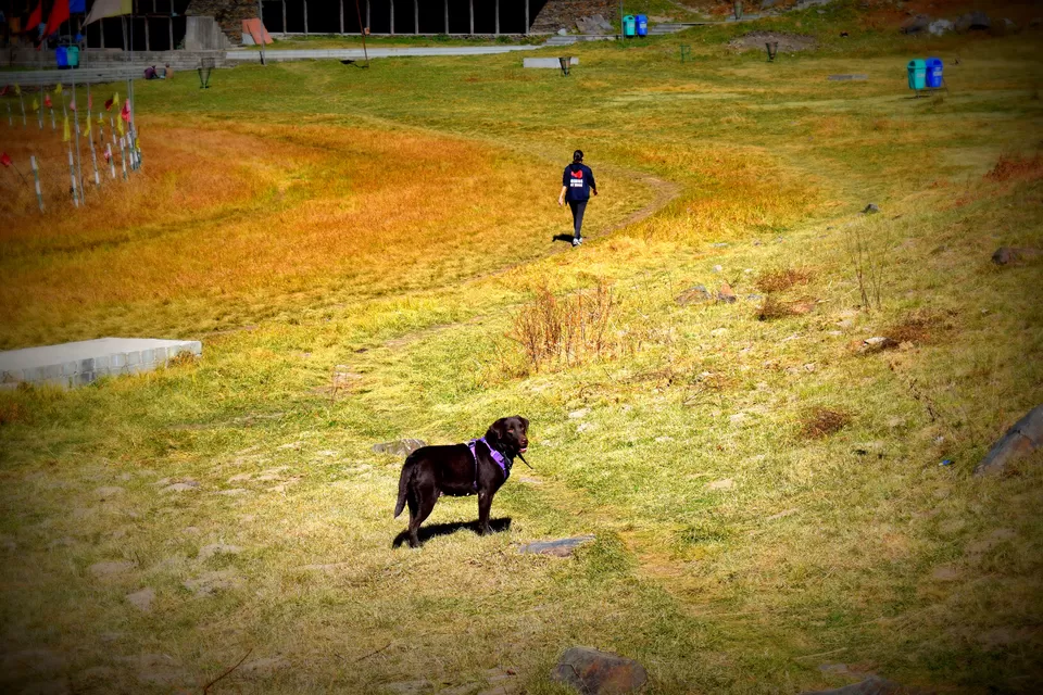 Photo of Prashar Lake Trek: Why go alone when you can hike with your dog? by Nancy Johri