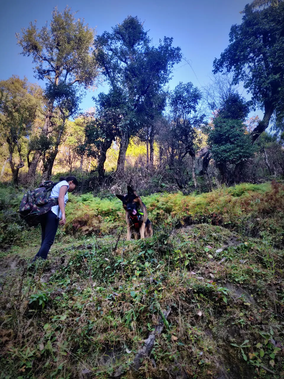 Photo of Prashar Lake Trek: Why go alone when you can hike with your dog? by Nancy Johri