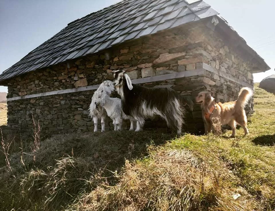 Photo of Prashar Lake Trek: Why go alone when you can hike with your dog? by Nancy Johri