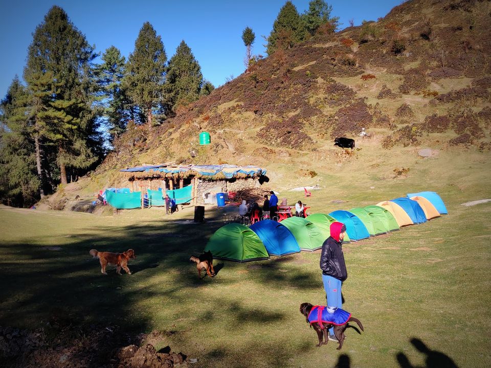 Photo of Prashar Lake Trek: Why go alone when you can hike with your dog? by Nancy Johri