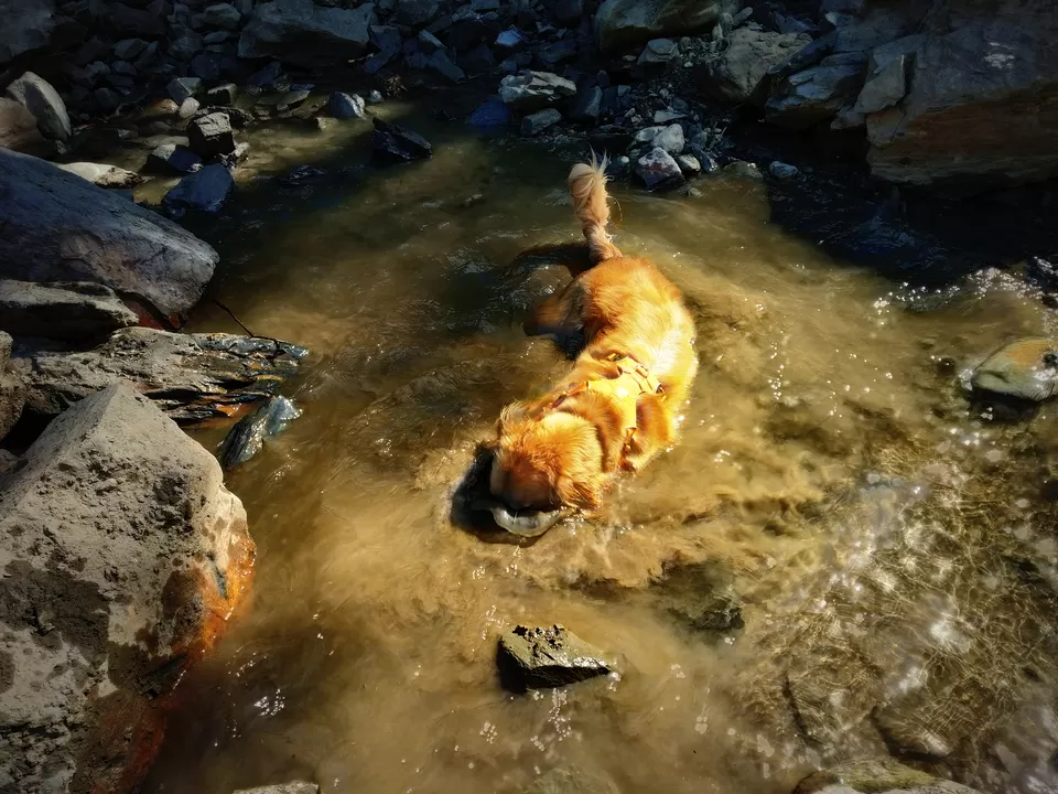 Photo of Prashar Lake Trek: Why go alone when you can hike with your dog? by Nancy Johri