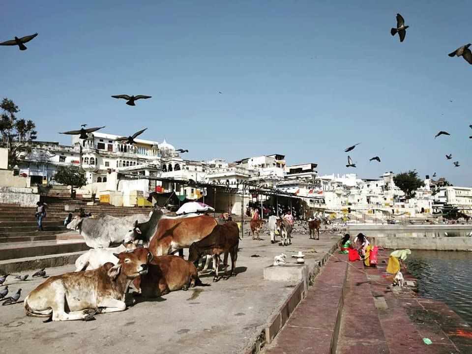Photo of I travelled to Pushkar on my birthday and got to know its shady secret 4/17 by Nancy Johri