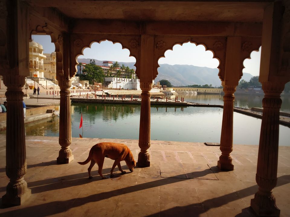 Photo of I travelled to Pushkar on my birthday and got to know its shady secret 12/17 by Nancy Johri