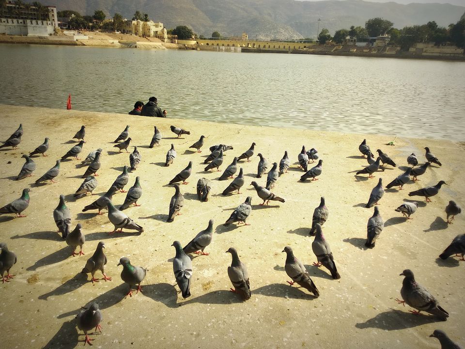Photo of I travelled to Pushkar on my birthday and got to know its shady secret 9/17 by Nancy Johri