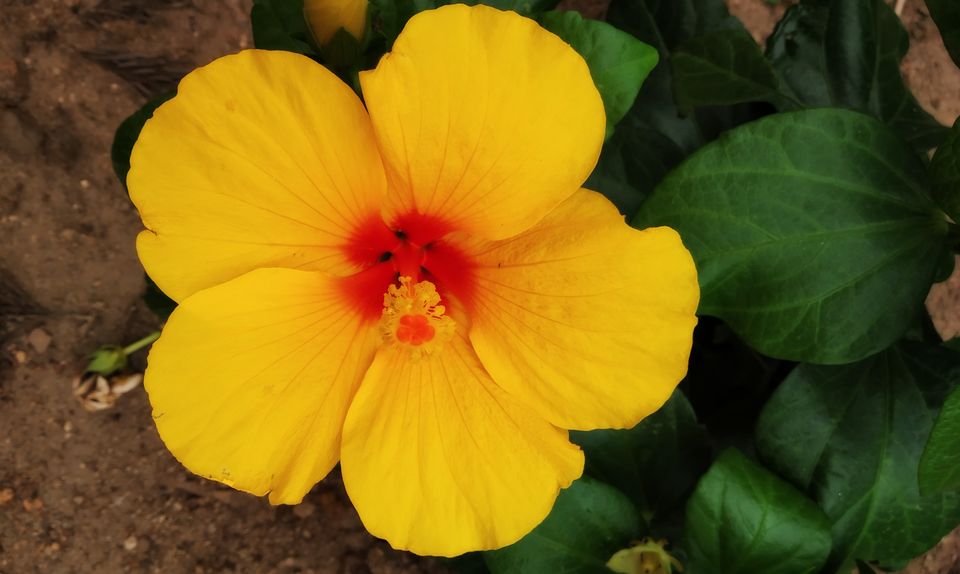 Photo of Coorg: 2 days of Coorgi Hospitality, Flora & Fauna, Coffee, and Spirituality in Scotland of India by Nancy Johri